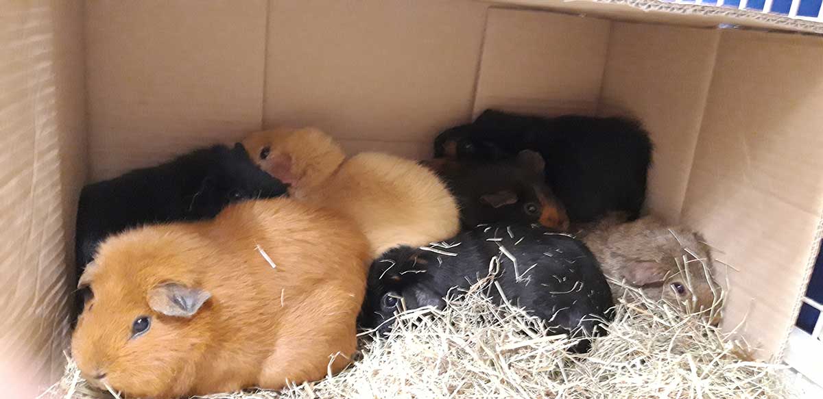 Guinea Pigs Dumped in Box Rspca