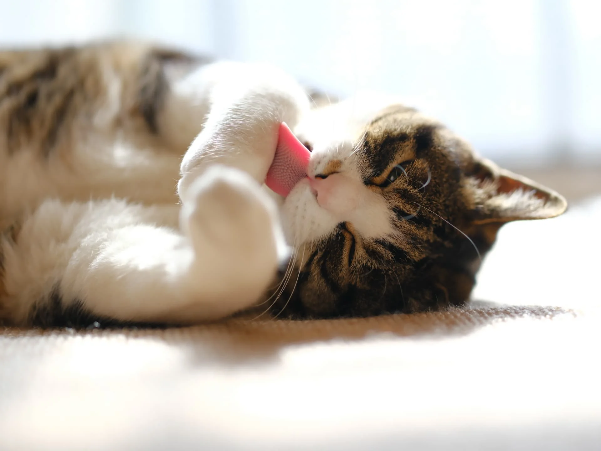 猫が毛玉を吐かないのは病気？獣医師が教える真相と危険サイン