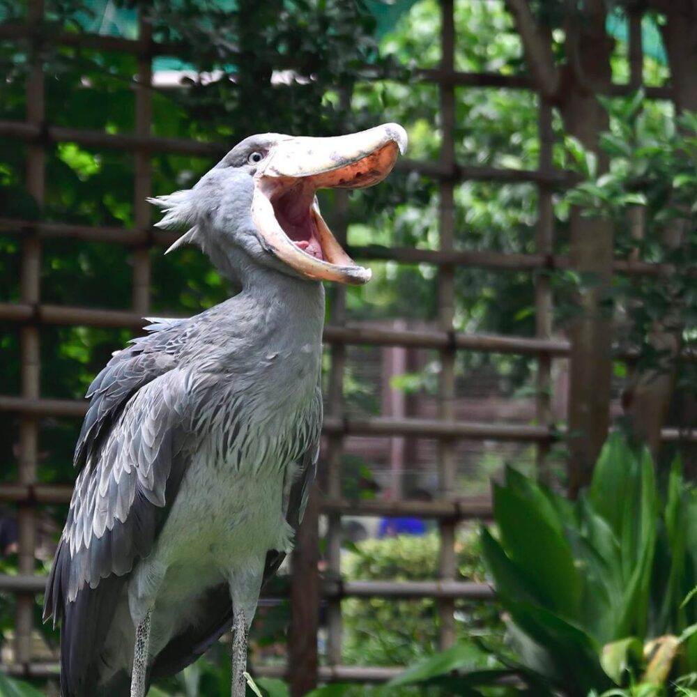 関西でハシビロコウに会える動物園2026！動く時間帯と見どころ