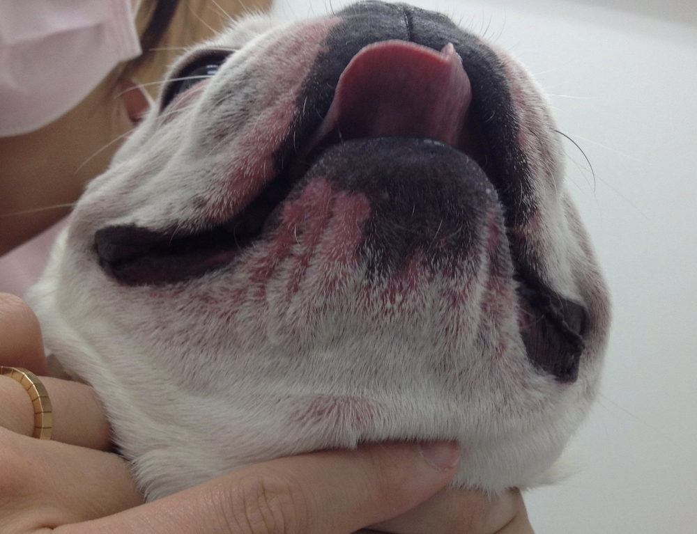 愛犬の口の周りが赤い原因とは？病気のサインや受診目安・ケア法を解説