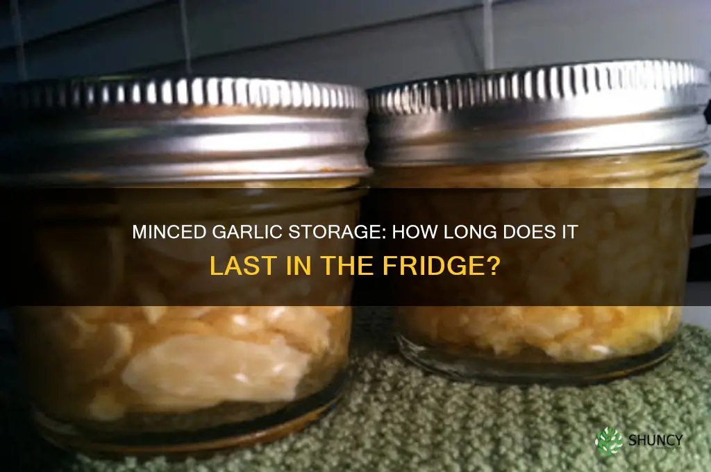How Long Does Minced Garlic Last in the Refrigerator