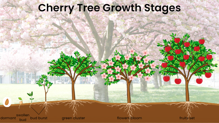 Where Do Cherry Trees Grow