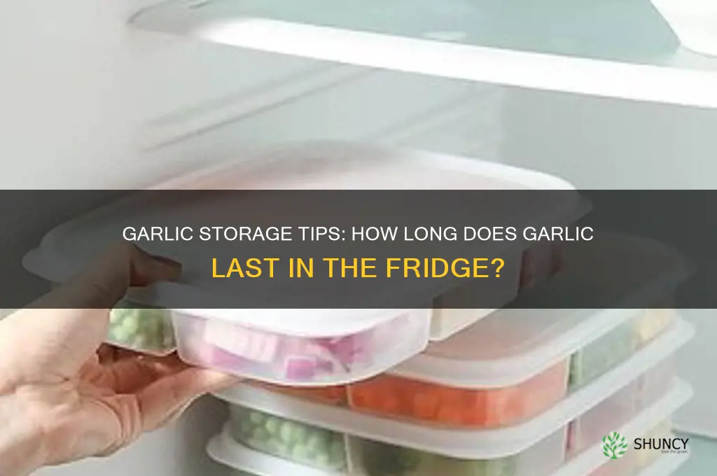How Long Does Garlic Keep in the Fridge