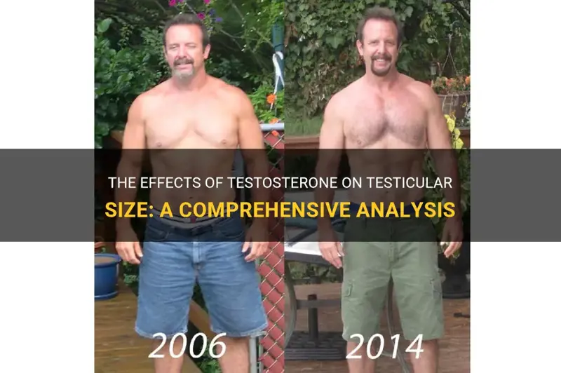 Will My Testicles Grow Back After Testosterone