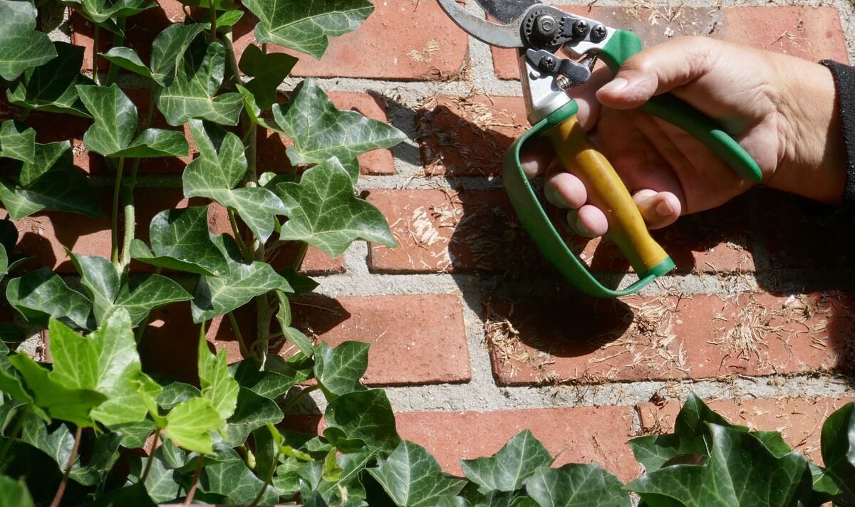 How Can I Get Rid of Ivy