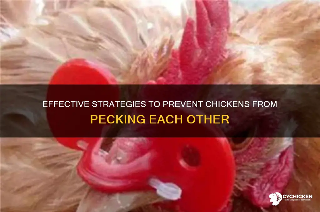 How to Get Chickens to Stop Pecking Each Other
