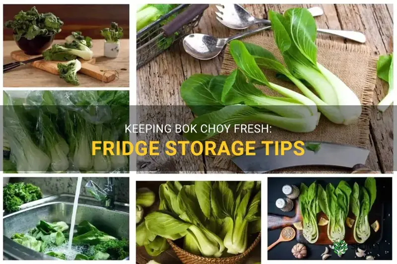How Long Is Bok Choy Good for in the Fridge