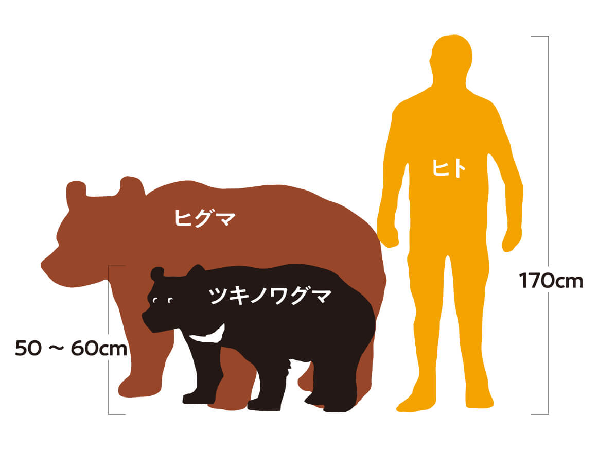 ツキノワグマの大きさとは？人間・ヒグマとの比較と2026年最新実態