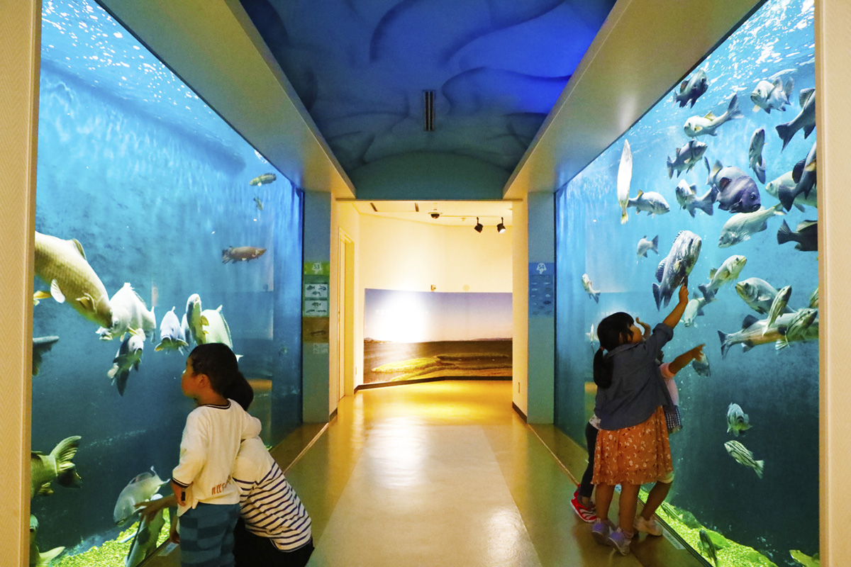 島根県立宍道湖自然館ゴビウス完全攻略｜料金割引と見どころ徹底解説