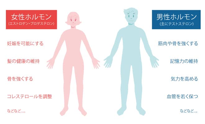 男の体に迫る異変？女性ホルモン過多が招く筋力低下と体型の真実