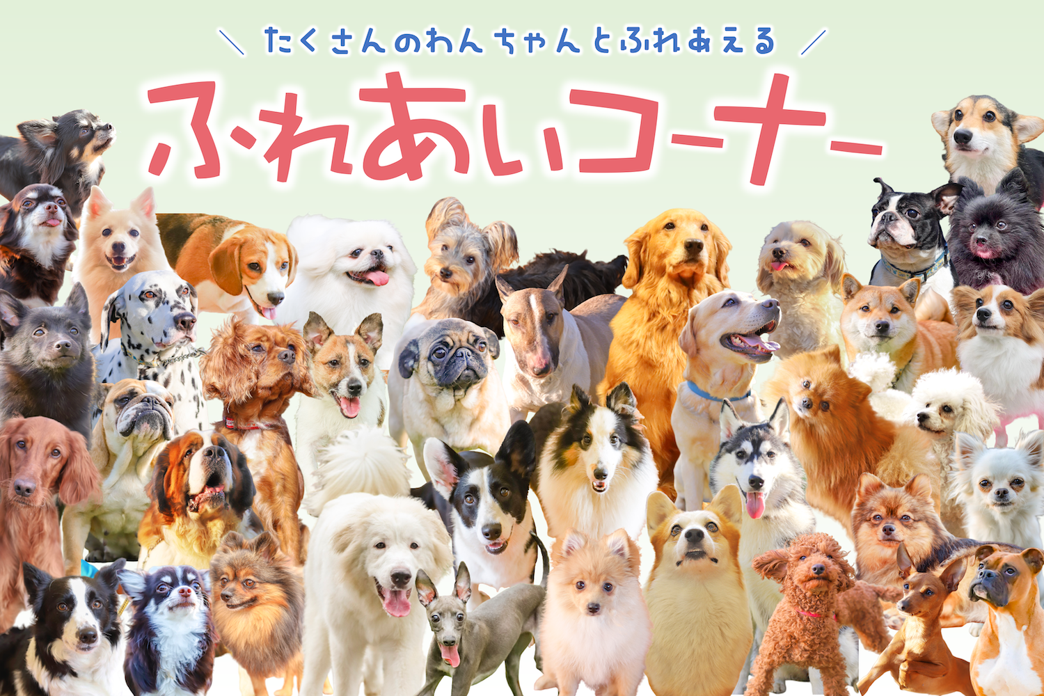 世界の名犬牧場の評判はひどい？口コミの真相と2026年最新攻略