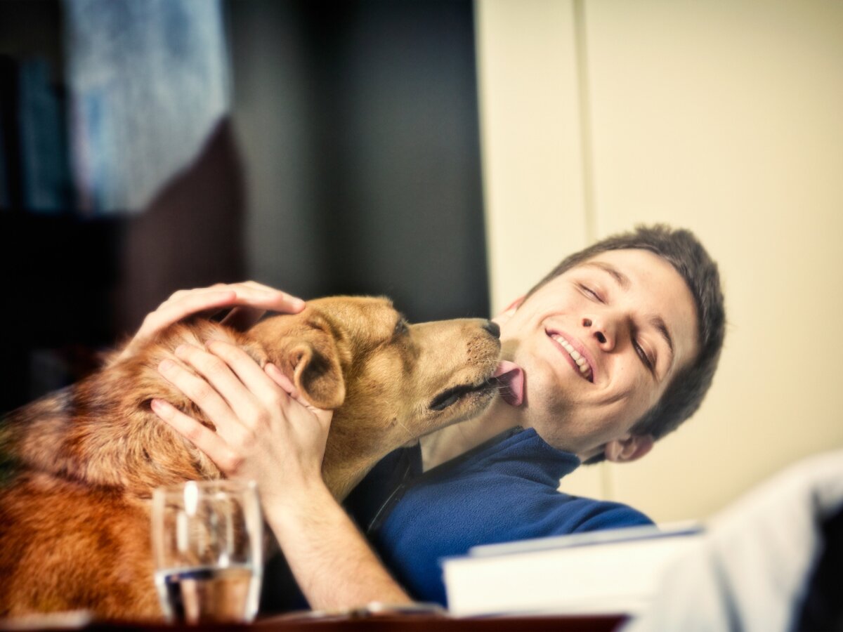 犬が顔を舐めてくる心理とは？愛情の裏に潜むSosと感染リスク
