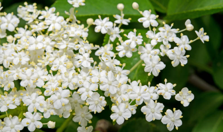 Tree That Smells Like Sperm Uk