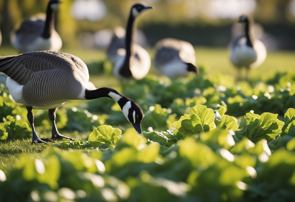 Is Canada Goose Good to Eat