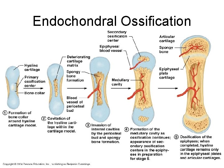 When Does Endochondral Ossification Occur