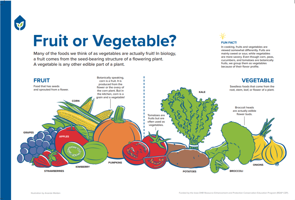 What Is Fruit and What Is Vegetable