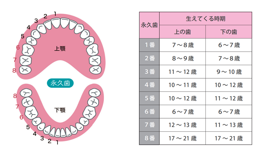 子どもの歯が生えない？生え変わりの順番と遅れの原因を徹底解説