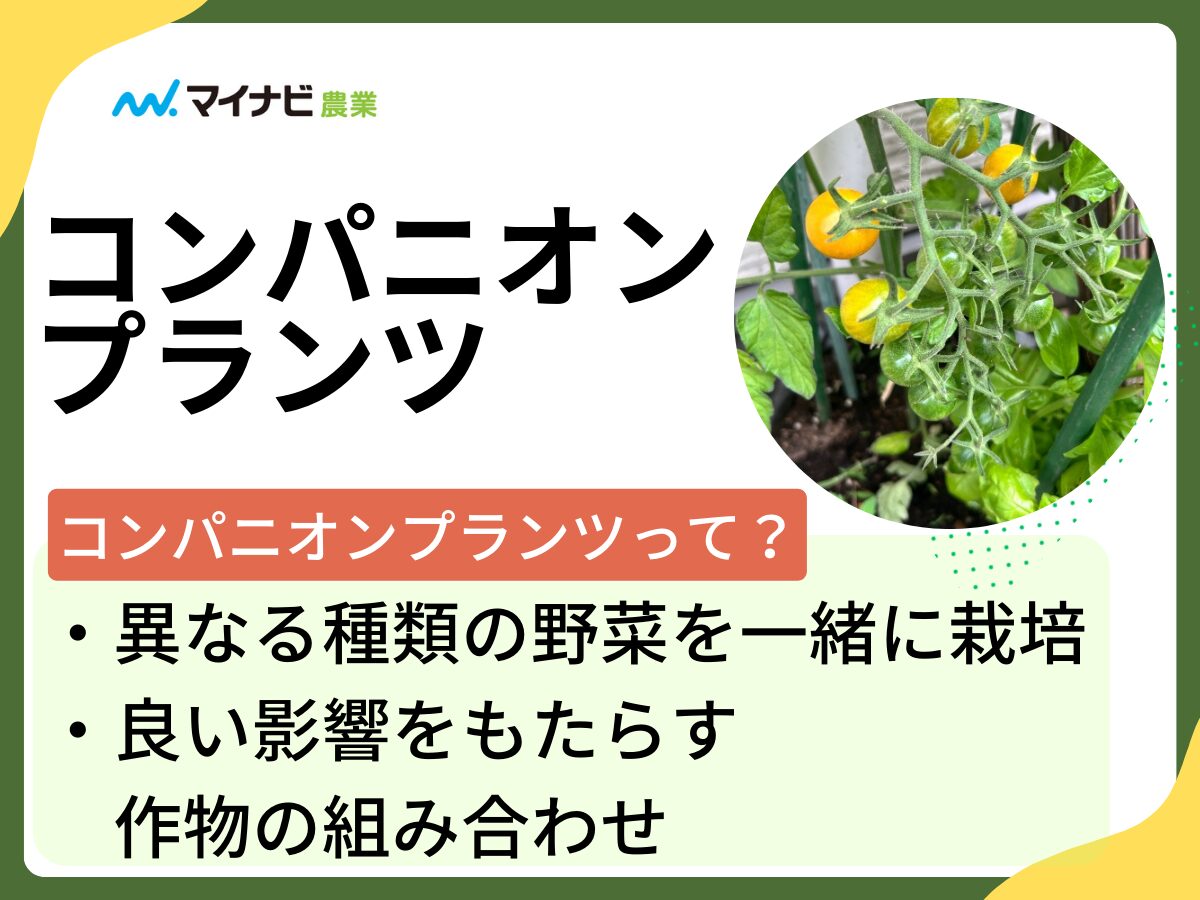 プロが教えるメロンの美味しい見分け方！網目とお尻の弾力で選ぶ極意