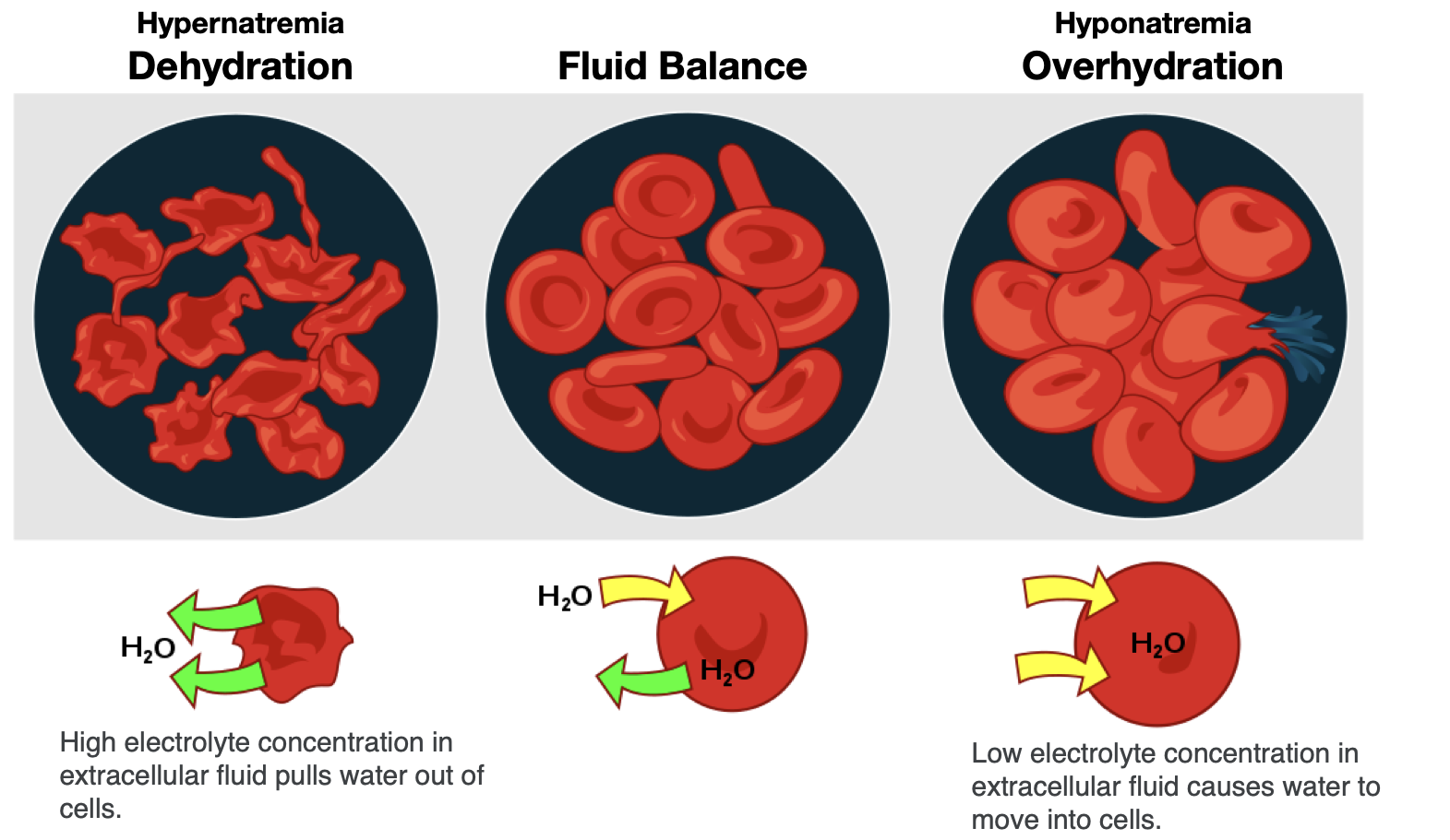 Does Electrolytes Help with Dehydration