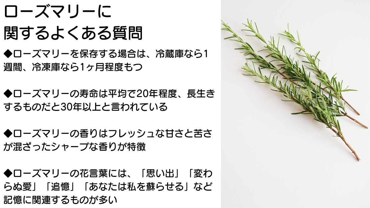 ローズマリーの効能と若返りの真相｜記憶力や白髪ケアの科学的根拠