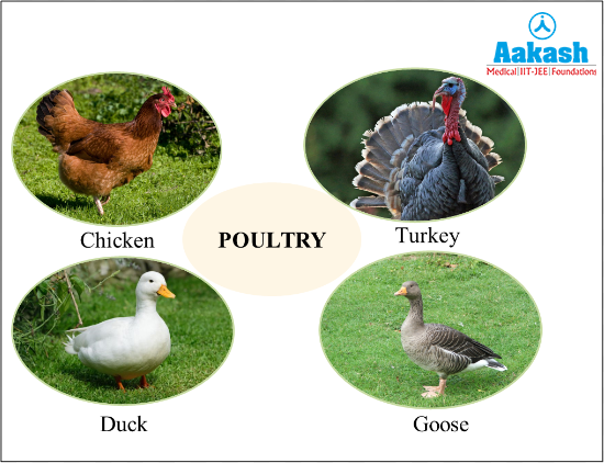 What Is Considered Poultry