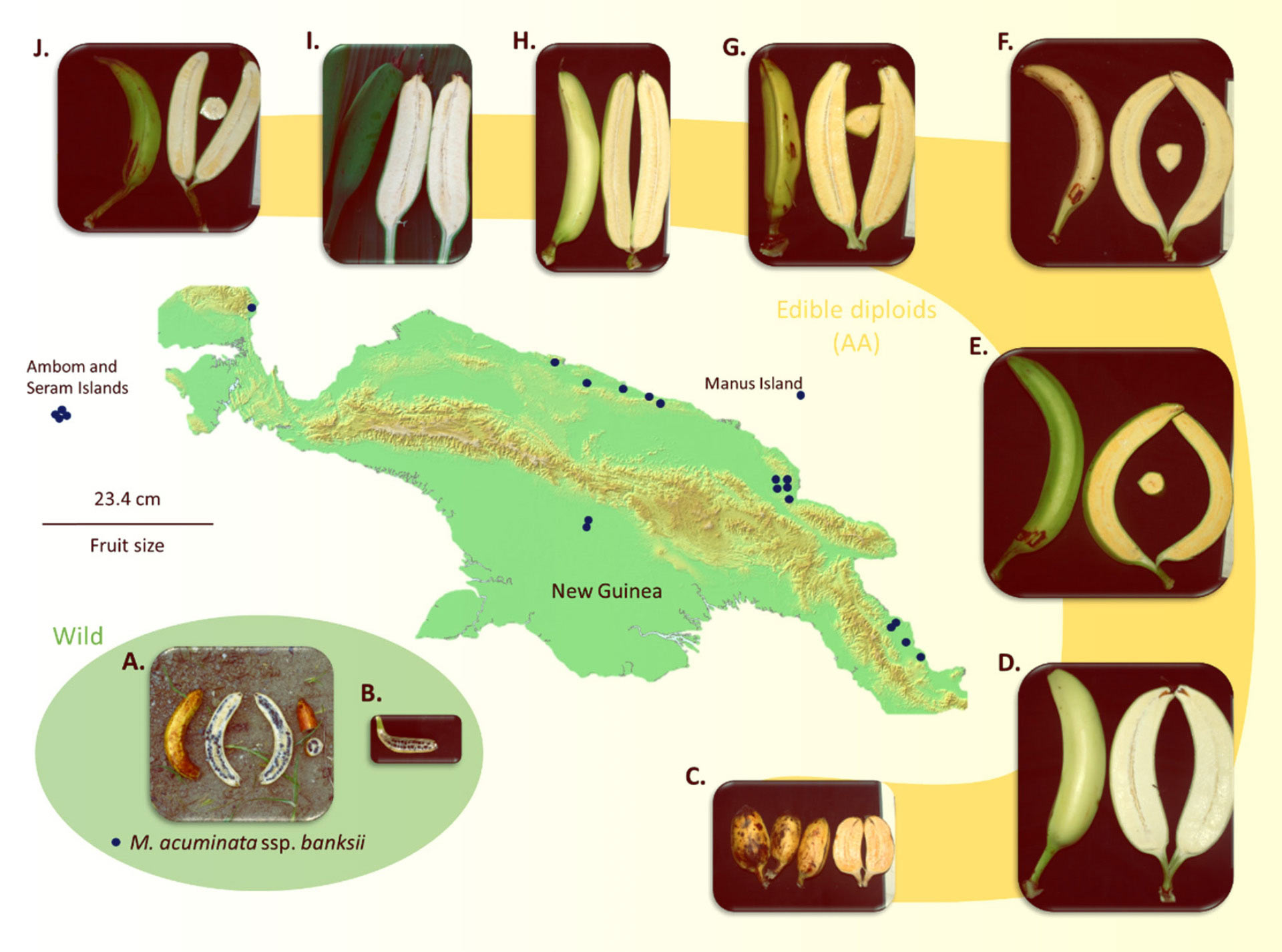 History of a Banana