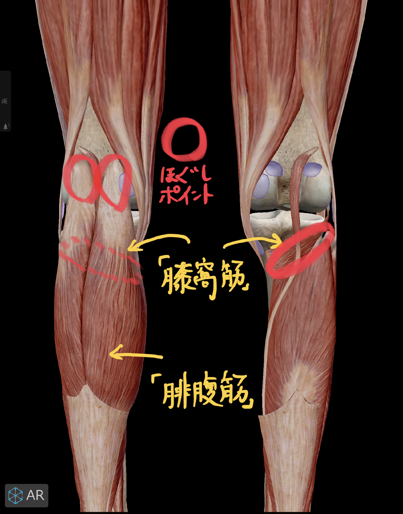 膝裏リンパが痛い・腫れる原因とは？詰まり解消と正しい流し方