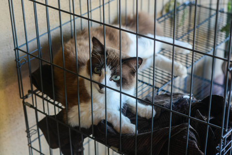 「猫アレルギーだけど猫と暮らしたい」諦める前に知るべき2026年の最新医療と現実的な妥協点