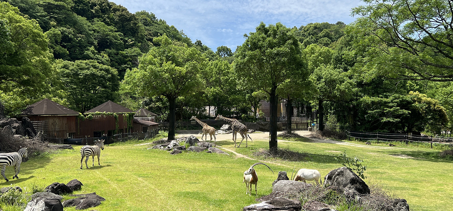 のいち動物公園が日本一に輝く理由とは？ハシビロコウや魅力を徹底解剖