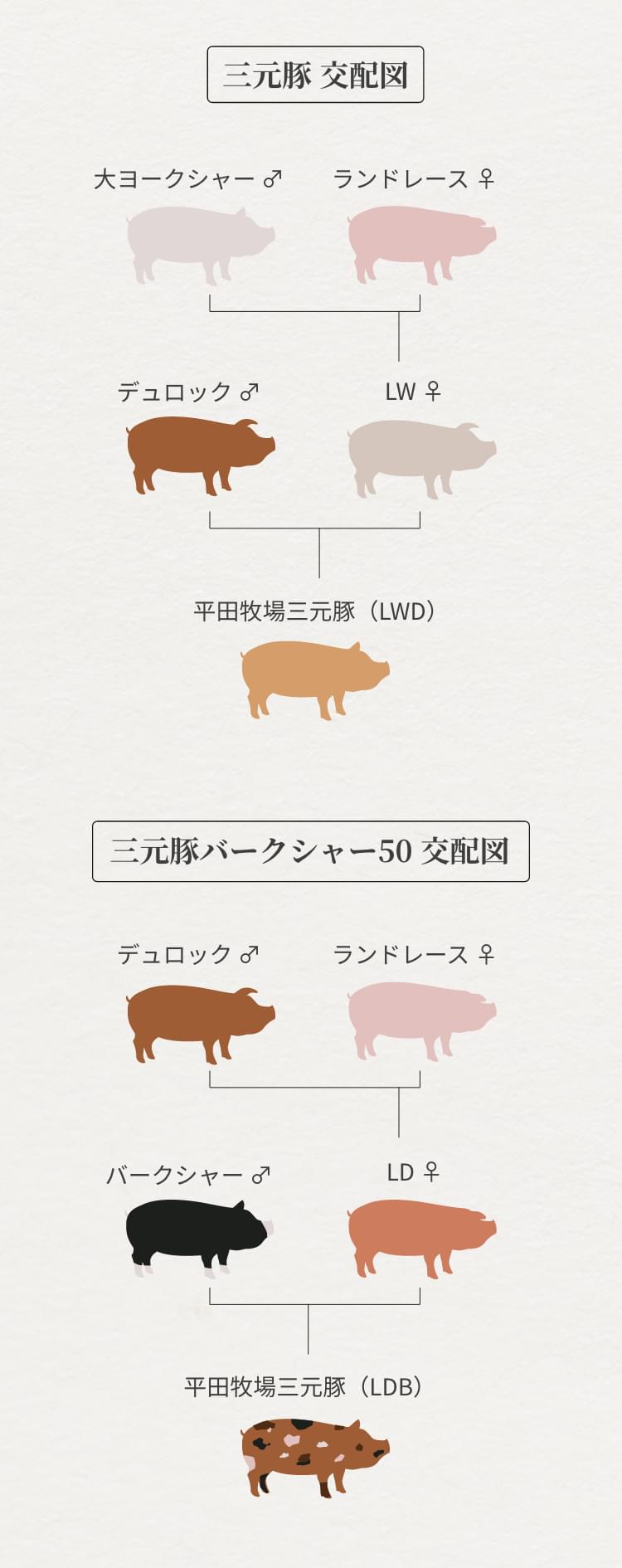 三元豚の読み方は？銘柄豚ではない衝撃の真実と掛け合わせの秘密