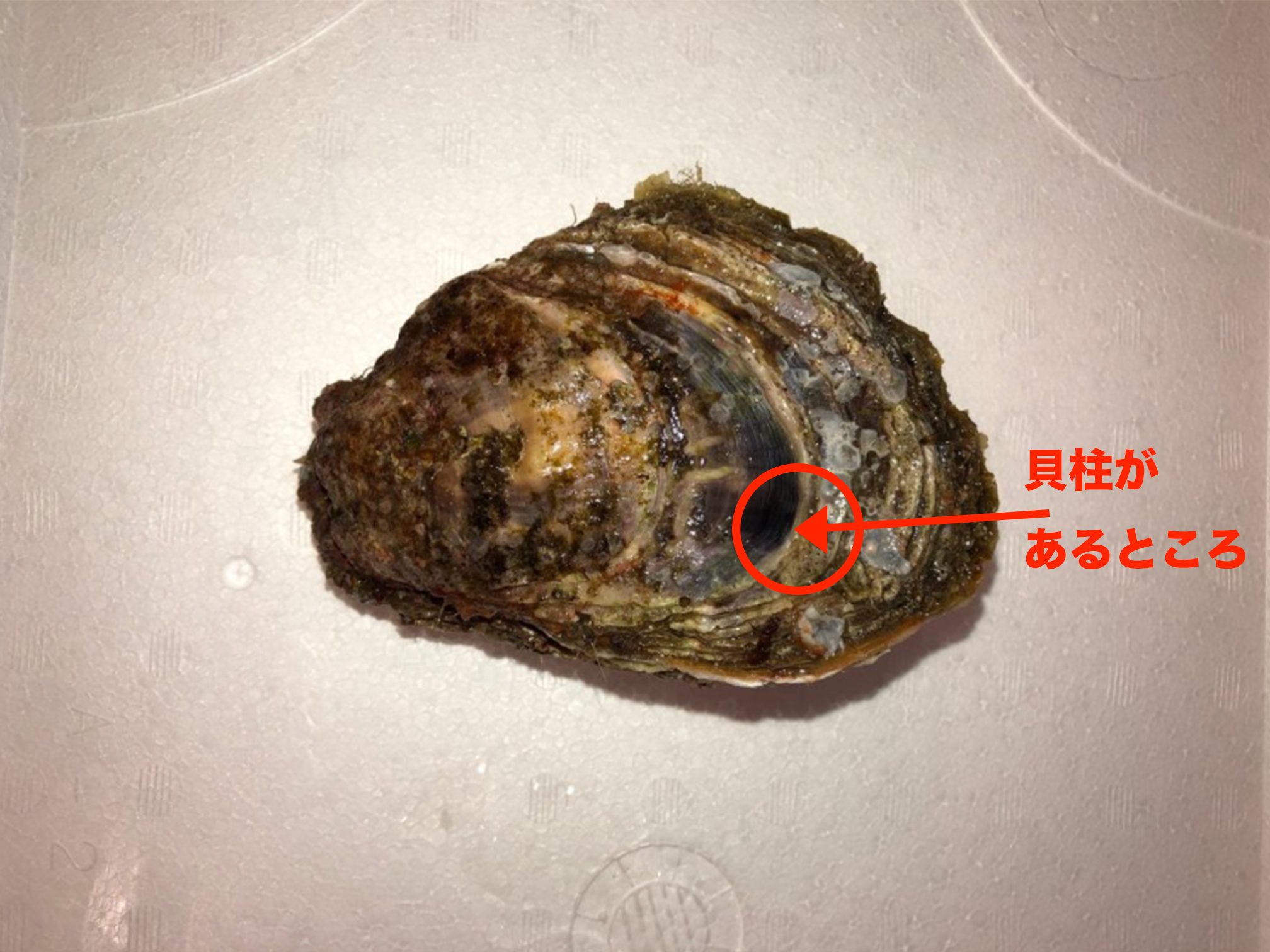 プロ直伝！岩牡蠣の開け方とナイフなしで貝柱を外す簡単裏ワザ徹底解説