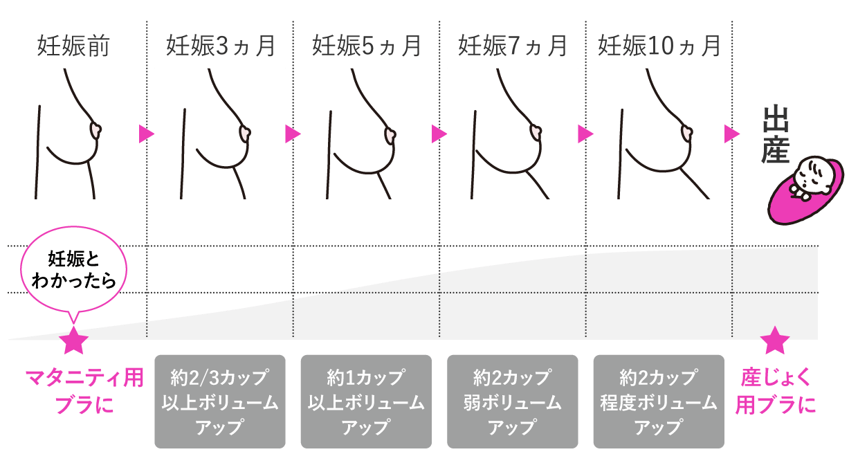 妊娠で胸が大きくなる真相とは？時期や痛みの原因とケアを徹底解説