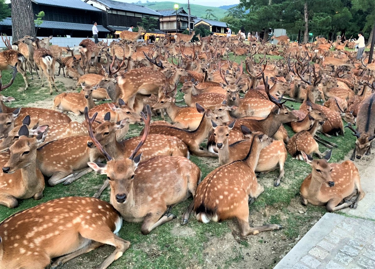 なぜ夕方に集結？奈良公園「鹿だまり」の真相と観察ベスト時期を徹底解説
