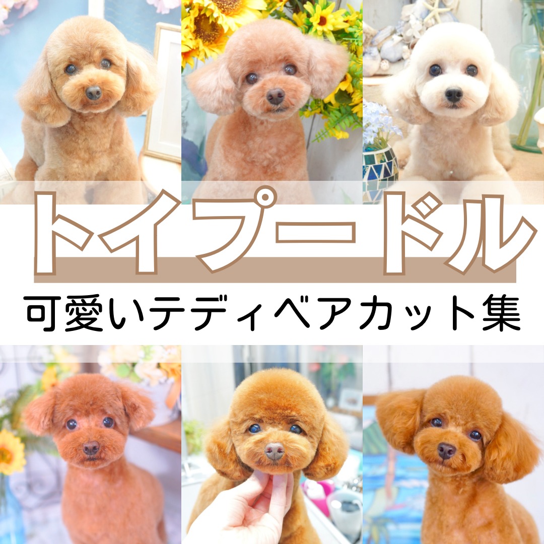 愛犬が劇的変身！テディベアカット最新写真とサロンオーダー術