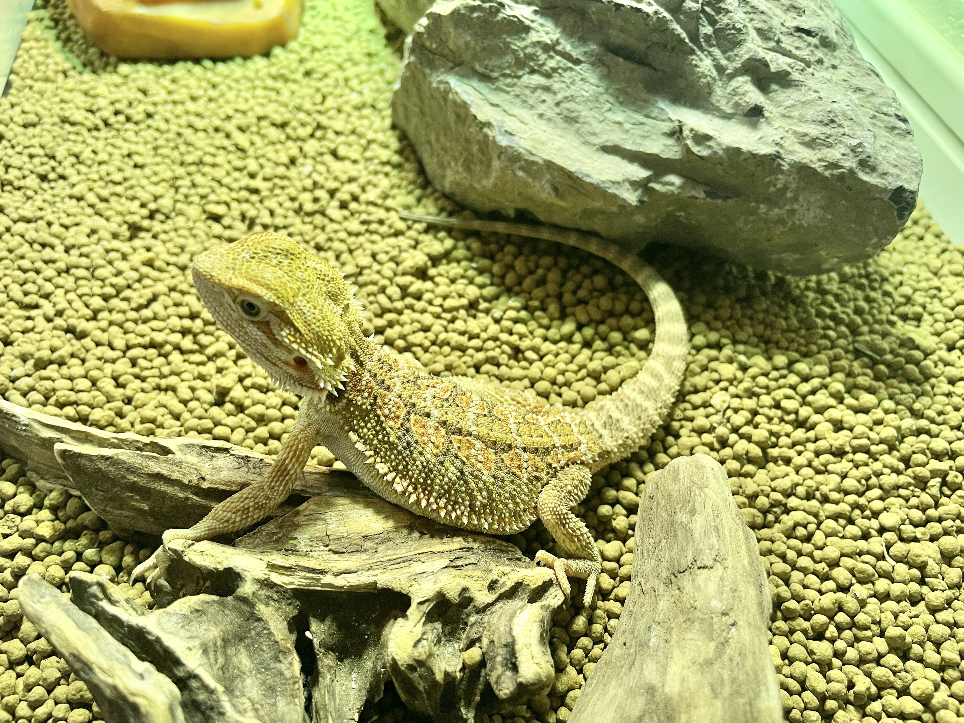 フトアゴヒゲトカゲ魔の3ヶ月の真実！突然死を防ぐ飼育法と危機回避術