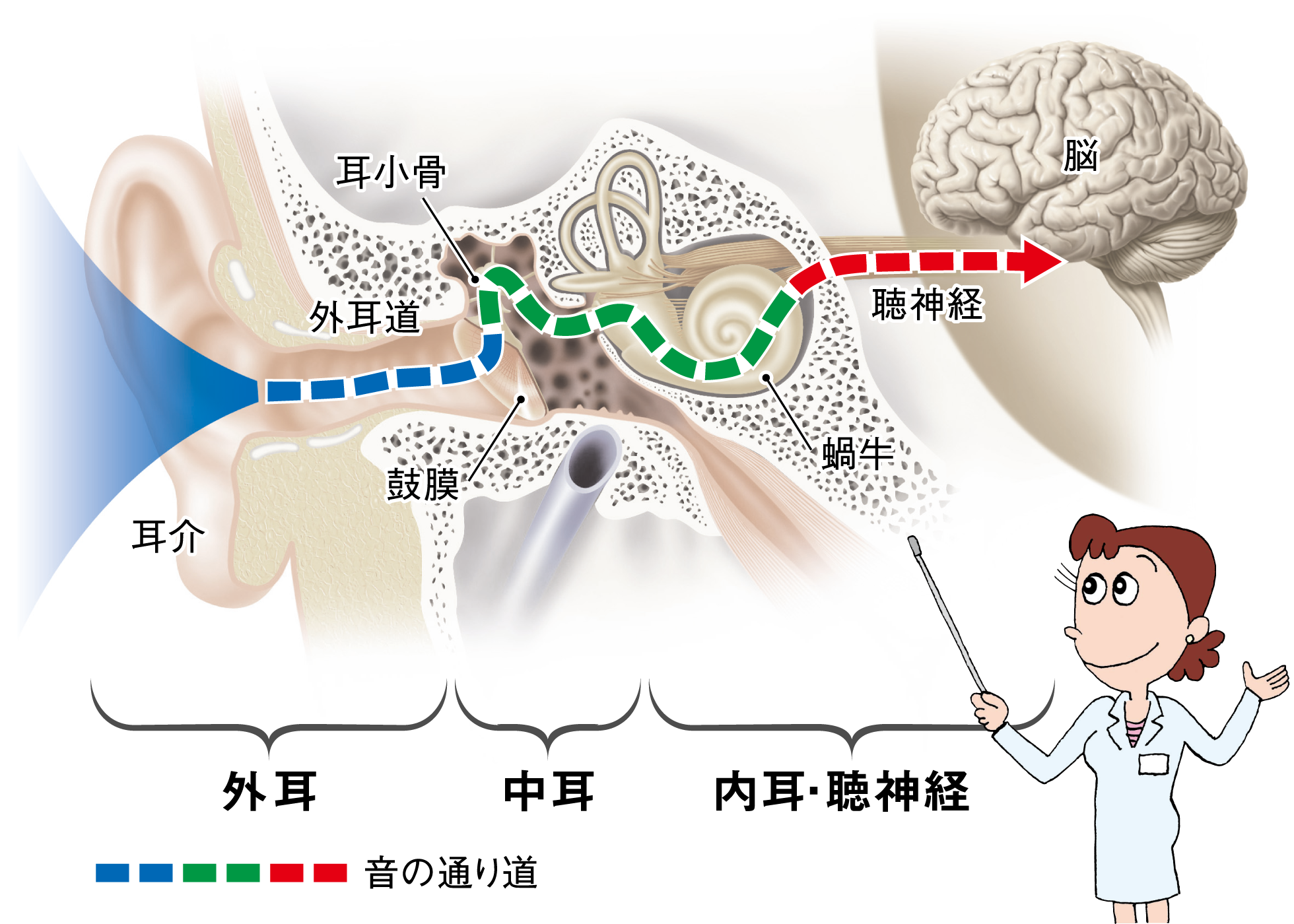 突発性難聴の原因とは？放置Ngの前兆と48時間以内の治療法を徹底解剖