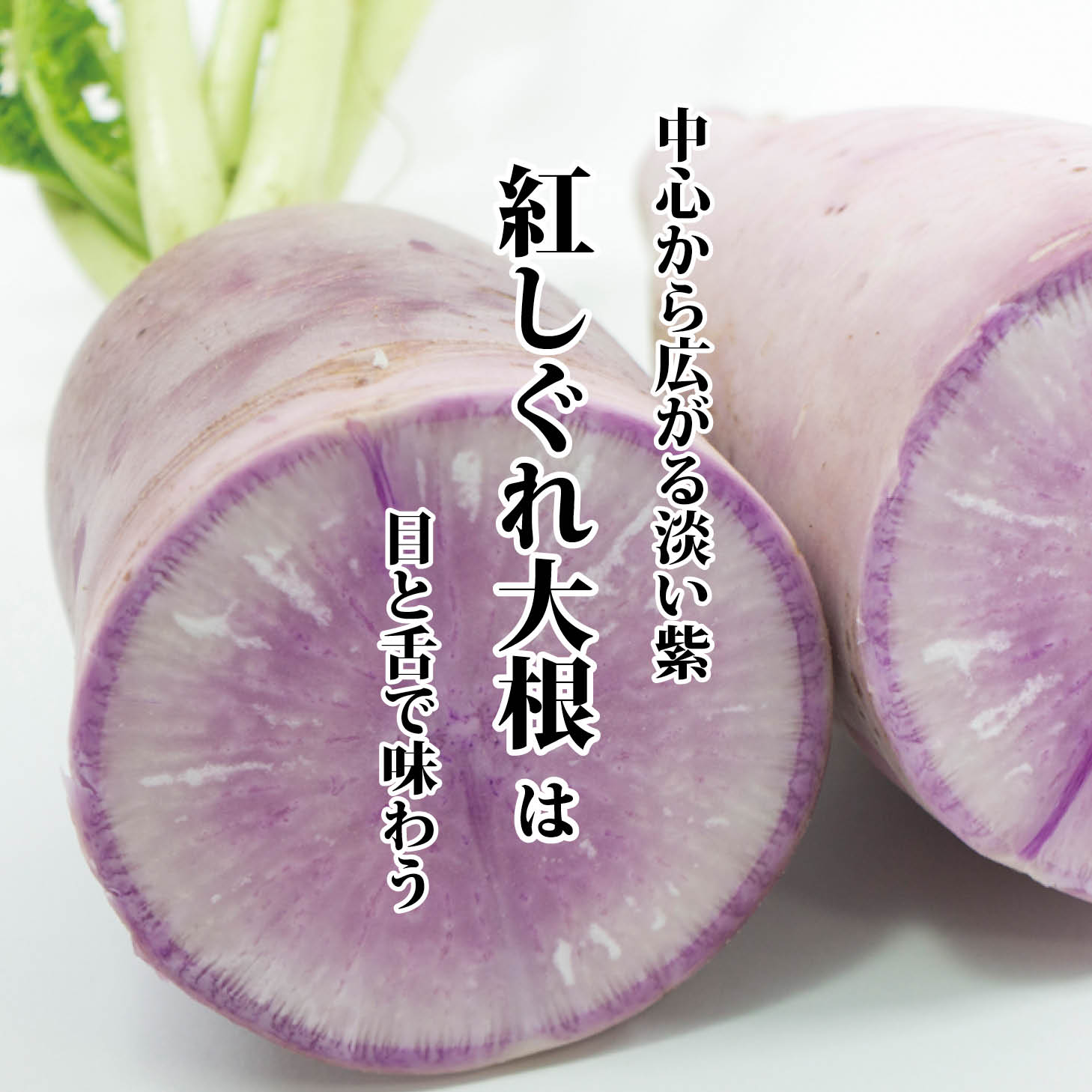 紅しぐれ大根が酢でピンクに化ける秘密！プロ直伝レシピと栄養を徹底解剖
