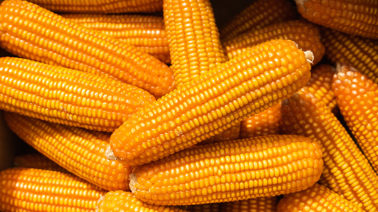 Can You Freeze Raw Corn on the Cob
