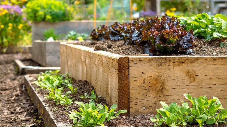 All Woody Plants Grow a Garden