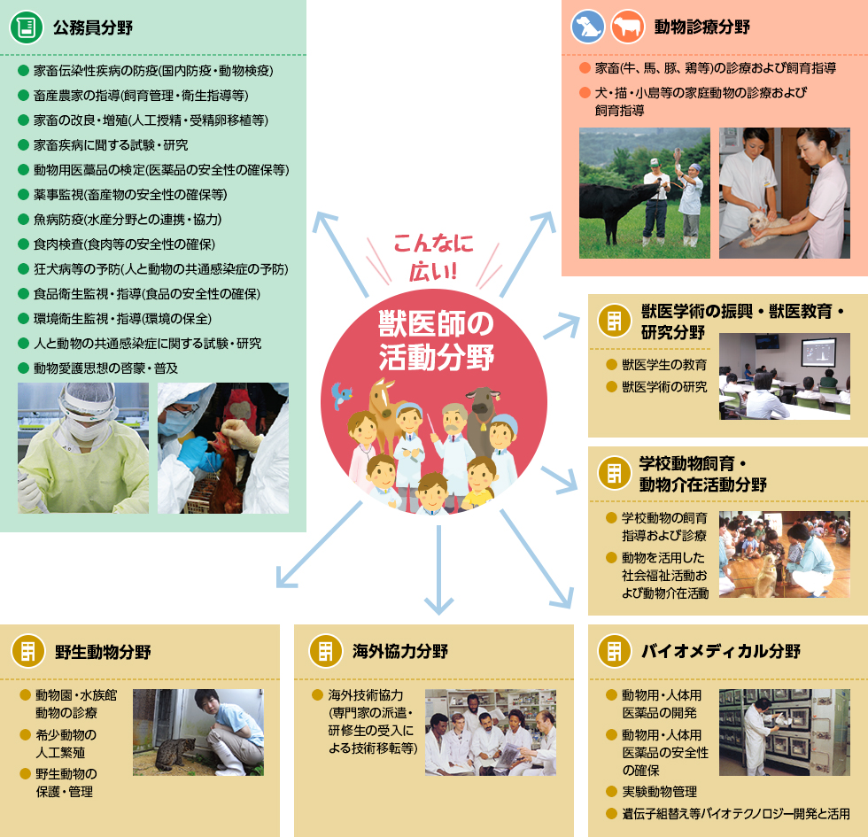 獣医師の仕事内容と年収のリアル｜激務の真相と知られざる進路を徹底解剖