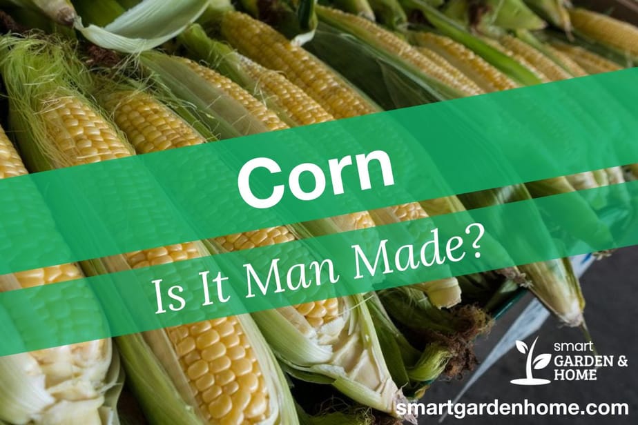 Is Corn Natural or Man Made