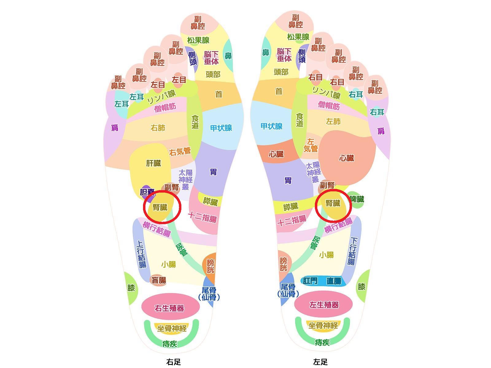 足つぼの腎臓が激痛なのはなぜ？痛む理由と老廃物の正体を徹底解明
