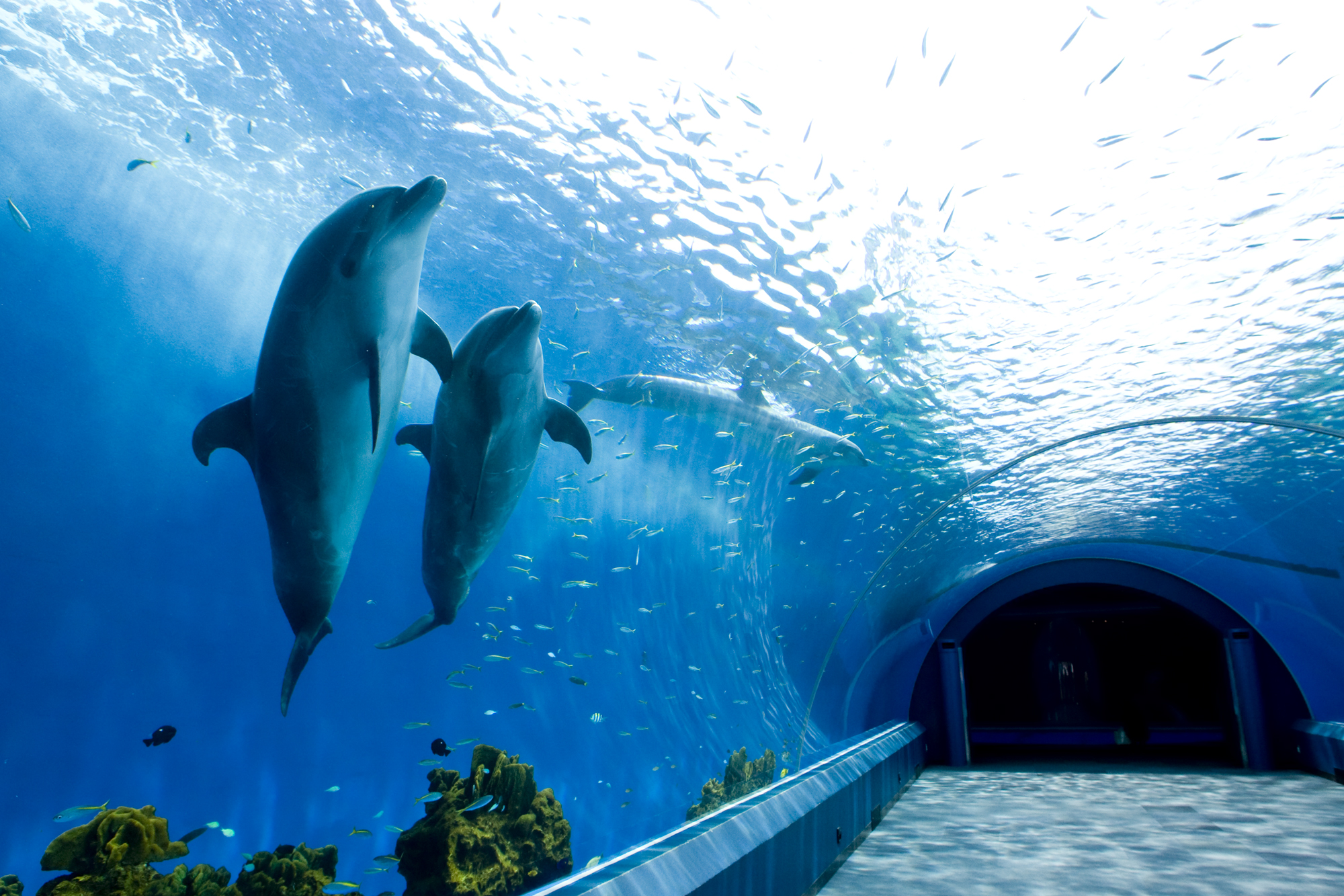 【2026年版】横浜の水族館徹底比較！八景島と中華街の魅力を解剖