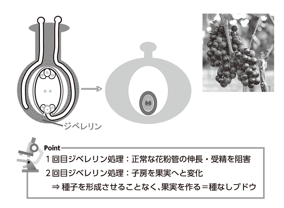 種無しぶどうの作り方と仕組み解説！ジベレリン処理の時期と失敗防ぐ極意