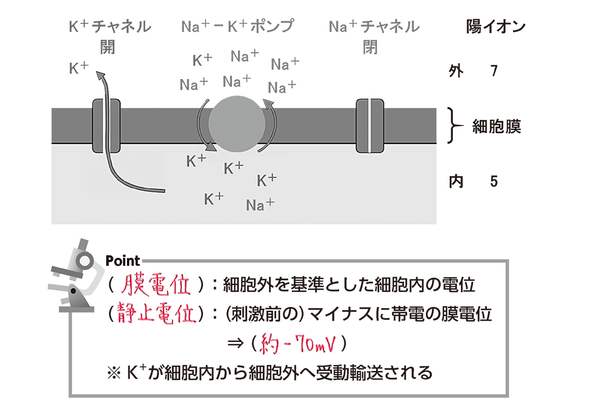 静止膜電位とは？細胞内がマイナスになる理由と活動電位の違いを完全解説