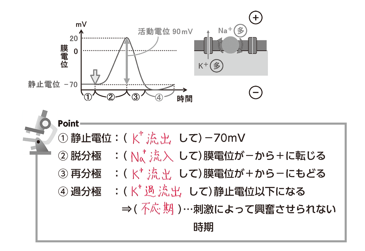 脱分極とは何か？心臓や神経を動かす活動電位の仕組みを徹底解剖