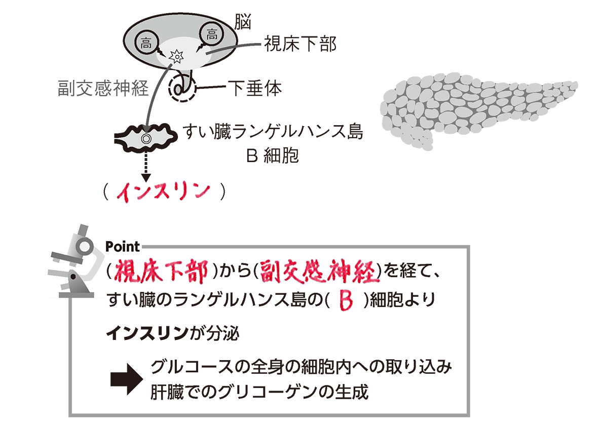 血糖値を下げるホルモンは1つだけ？仕組みと最新の分泌促進メソッド