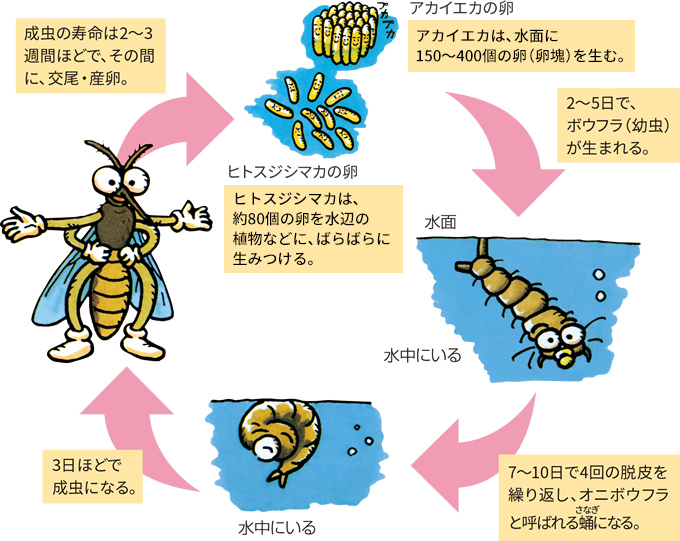 蚊の寿命は何日？オスとメスの決定的な差や越冬の謎を徹底解明