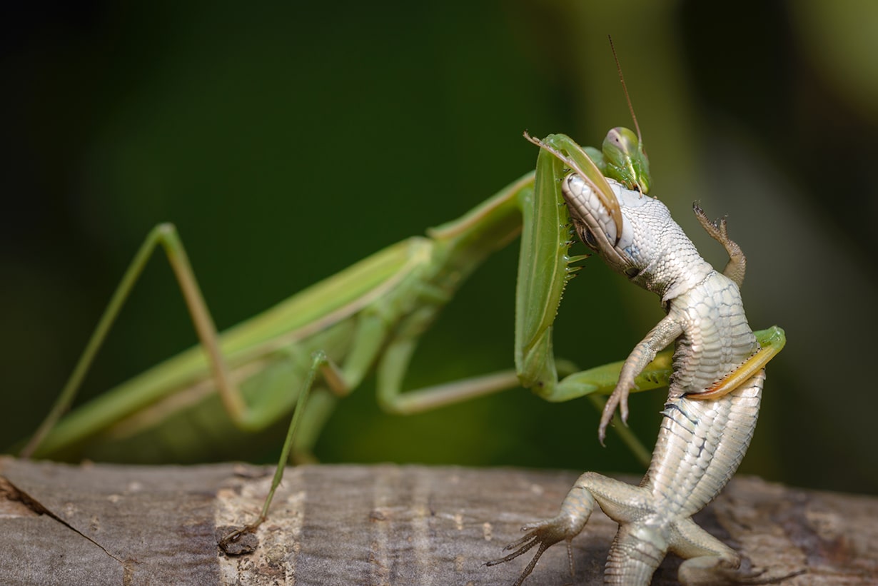 カマキリの食べ物は生きた虫だけ？家にある代用食と食べない理由を徹底解説