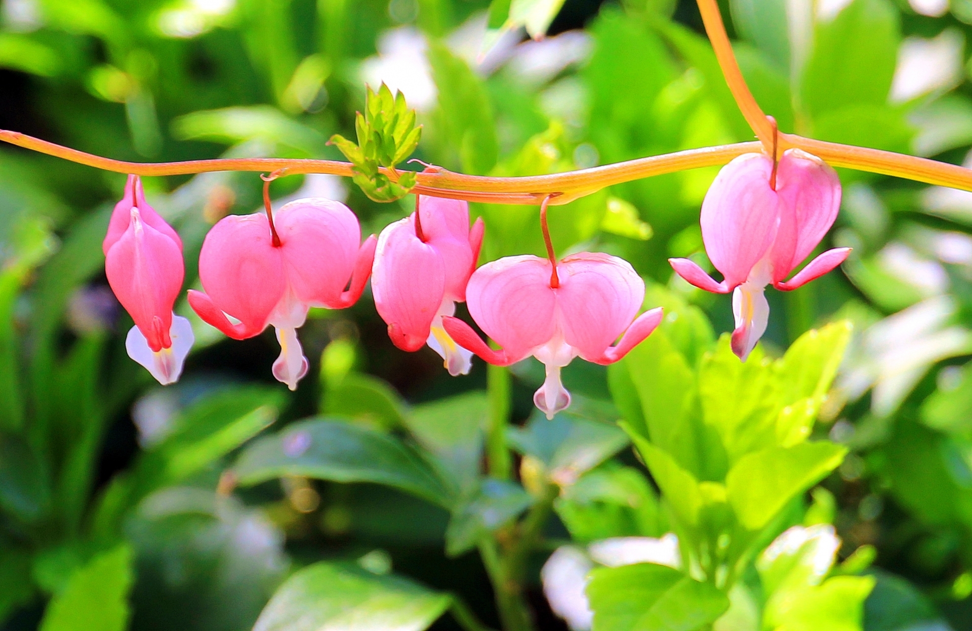 4月12日誕生花と怖い意味の真相｜アンズとモモの裏の花言葉を徹底解説
